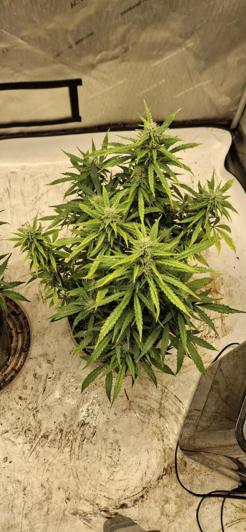 First Auto. Week 9