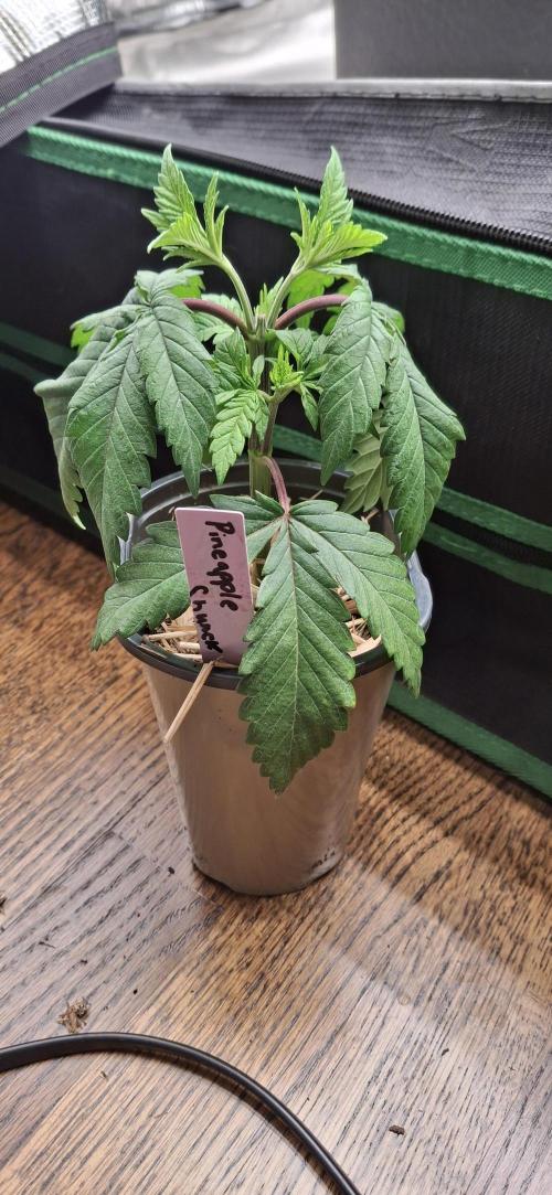 Pineapple chunck🍍. Week 5