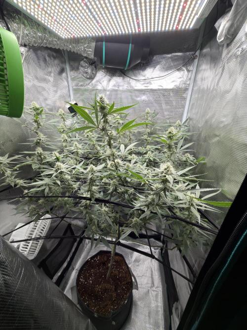 Blueberry Muffin clone 1. Week 5