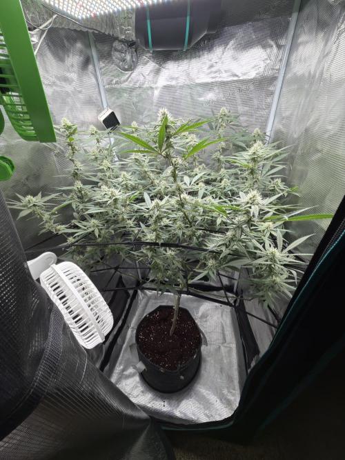 Blueberry Muffin clone 1. Week 5