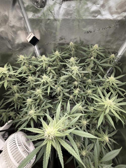 Blueberry Muffin clone 1. Week 5