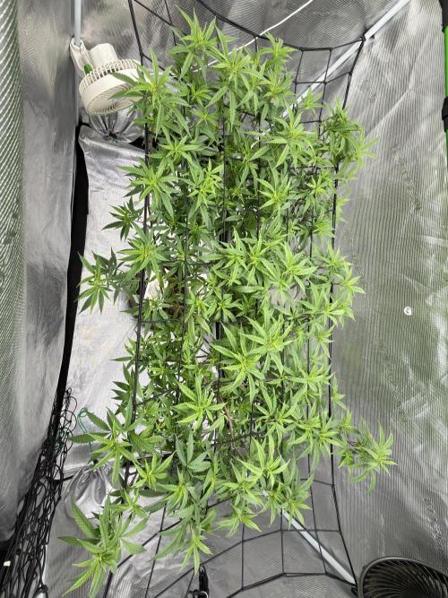 Blueberry muffin clone two. Week 10