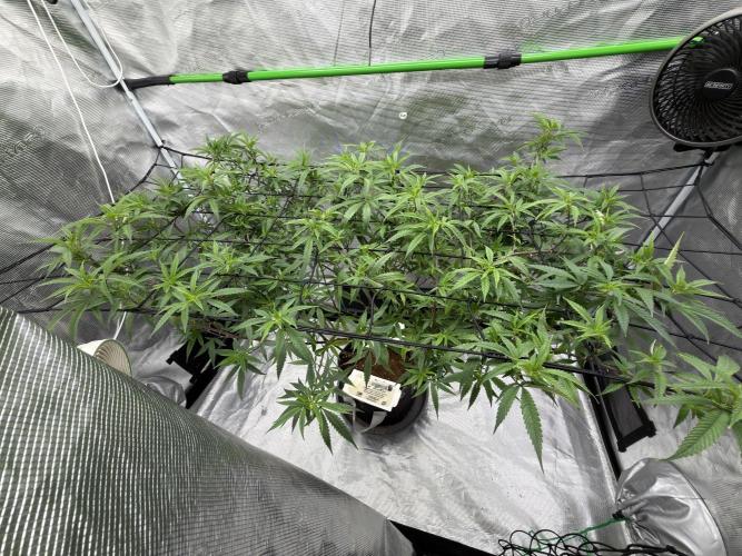 Blueberry muffin clone two. Week 10
