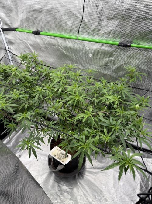 Blueberry muffin clone two. Week 10