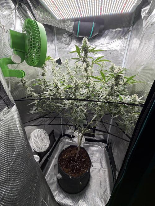 Blueberry Muffin clone 1. Week 6