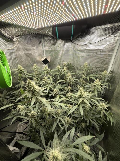 Blueberry Muffin clone 1. Week 6