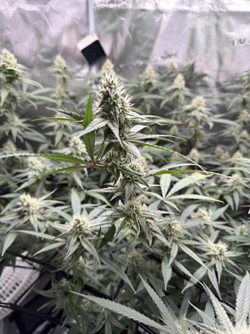 Blueberry Muffin clone 1. Week 6
