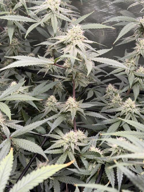 Blueberry Muffin clone 1. Week 6