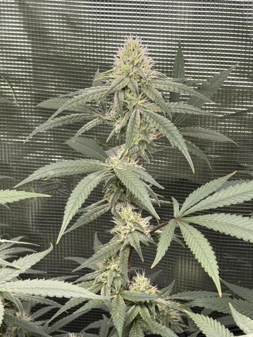 Blueberry Muffin. Week 6