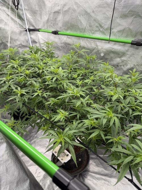 Blueberry muffin clone two. Week 11