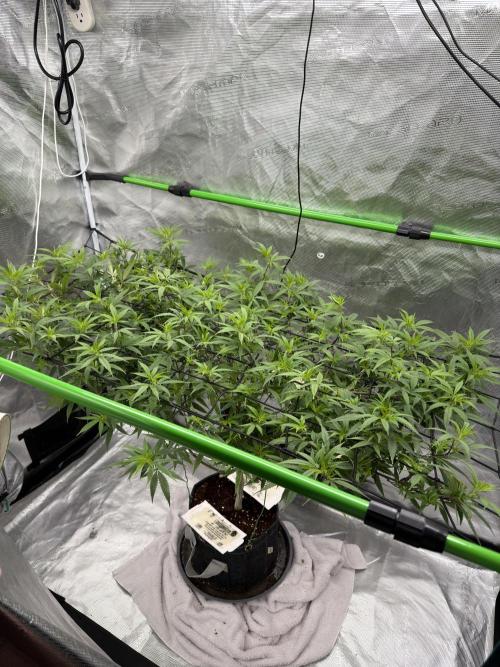 Blueberry muffin clone two. Week 11