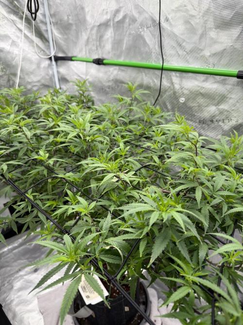 Blueberry Muffin. Week 11