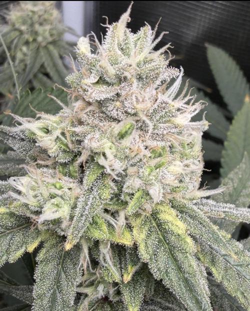 Blueberry Muffin clone 1. Week 6