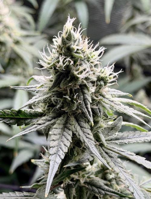 Blueberry Muffin clone 1. Week 6
