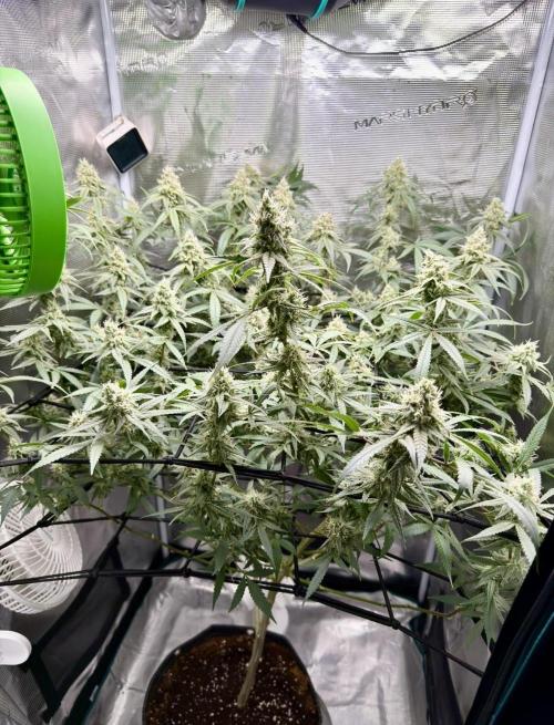 Blueberry Muffin clone 1. Week 6