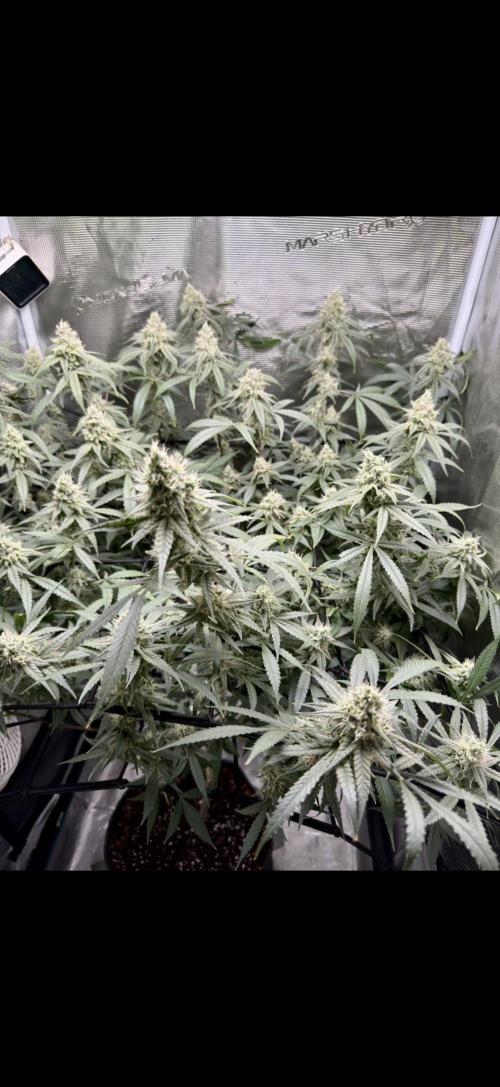 Blueberry Muffin clone 1. Week 6