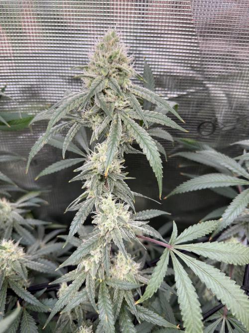 Blueberry Muffin clone 1. Week 6