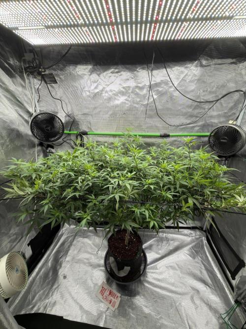 Blueberry muffin clone two. Week 11