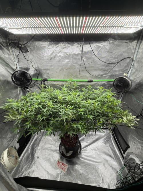 Blueberry muffin clone two. Week 11