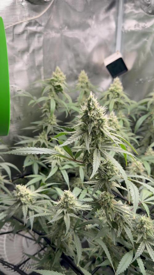 Blueberry Muffin clone 1