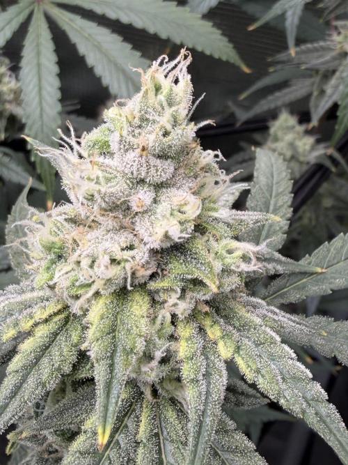 Blueberry Muffin clone 1. Week 6