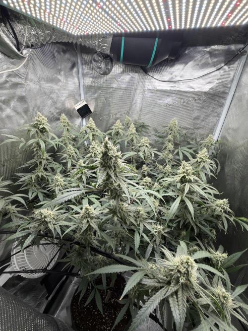 Blueberry Muffin clone 1. Week 6