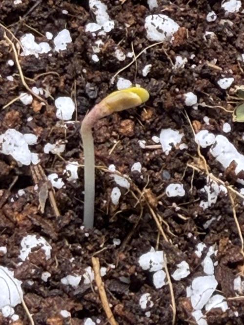 Lemongrass. Week 1