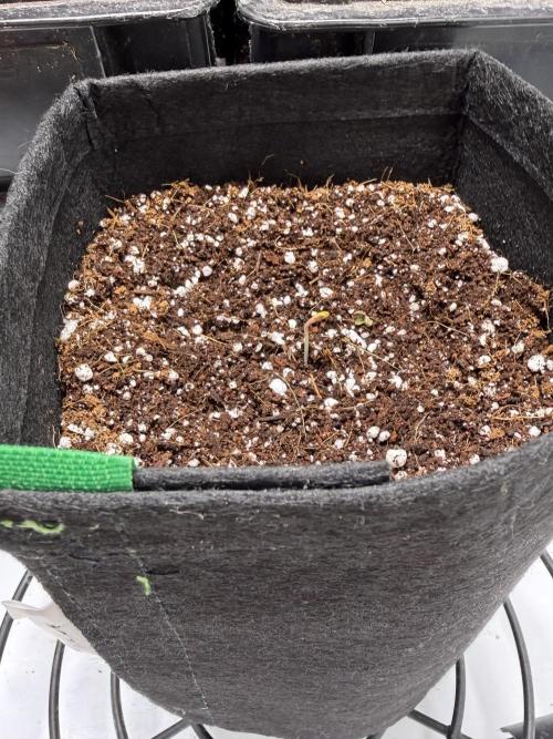 Lemongrass Regular. Week 1