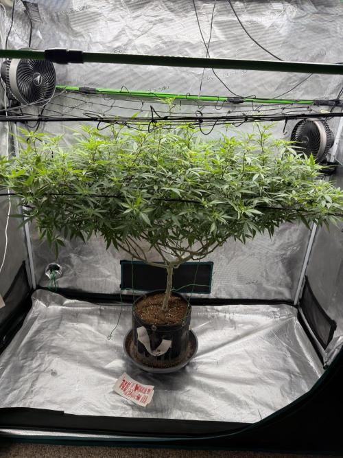 Blueberry muffin clone two. Week 12