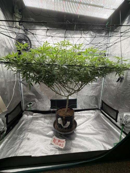 Blueberry muffin clone two. Week 12