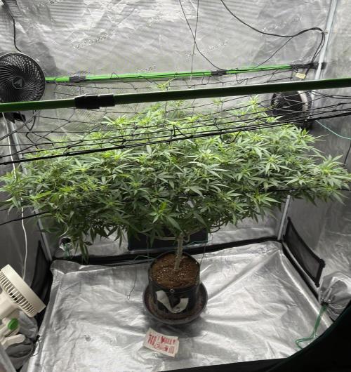 Blueberry muffin clone two. Week 12
