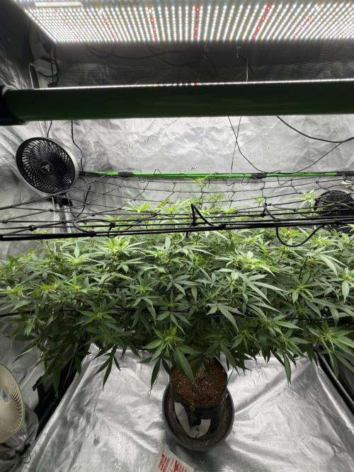 Blueberry Muffin. Week 12