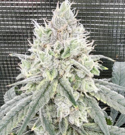 Blueberry Muffin clone 1. Week 7