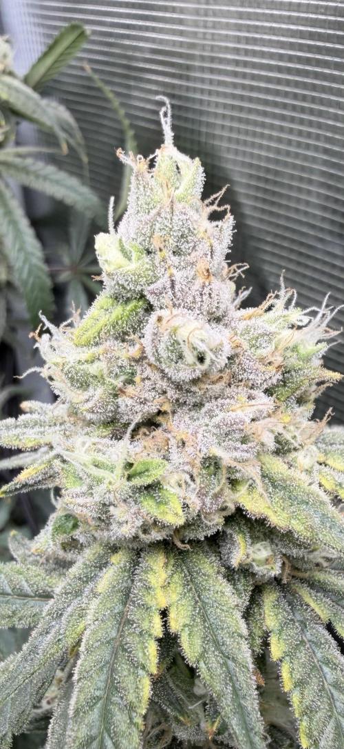 Blueberry Muffin clone 1. Week 7
