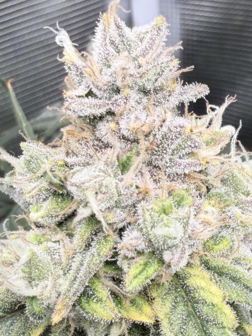 Blueberry Muffin clone 1. Week 7