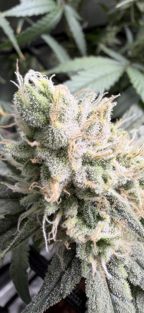 Blueberry Muffin clone 1. Week 7