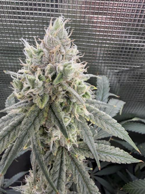 Blueberry Muffin clone 1. Week 7