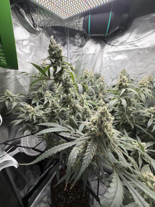 Blueberry Muffin clone 1. Week 7