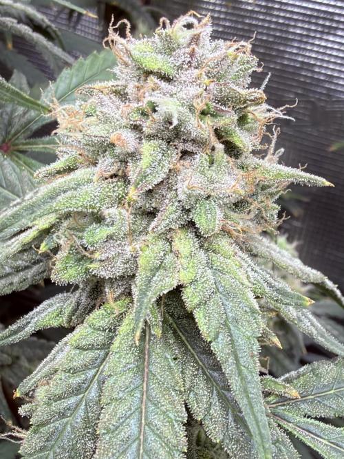 Blueberry Muffin clone 1. Week 7