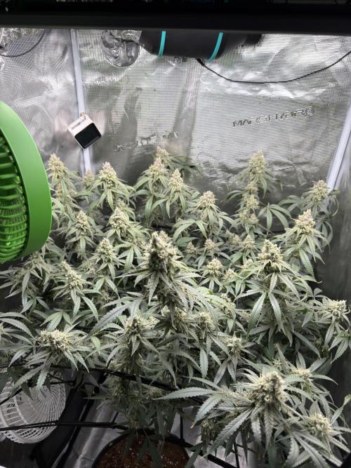 Blueberry Muffin. Week 7