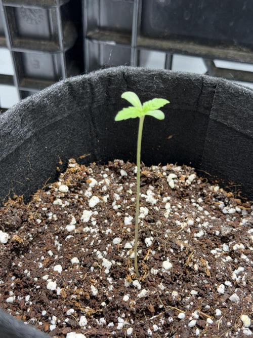 Lemongrass. Week 2