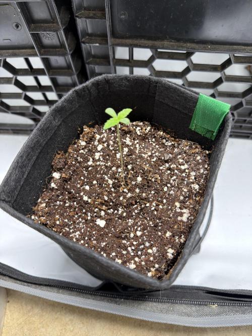 Lemongrass Regular. Week 2