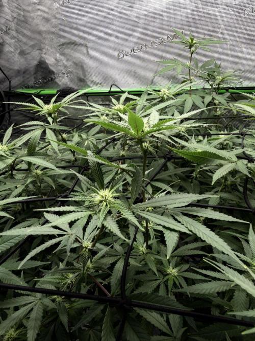 Blueberry muffin clone two. Week 12