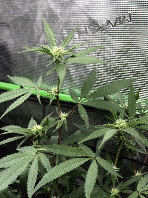 Blueberry muffin clone two. Week 12