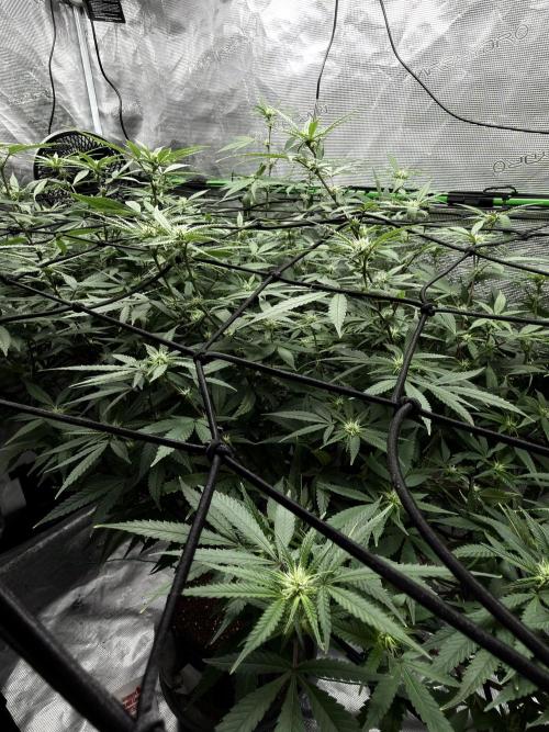 Blueberry muffin clone two. Week 12