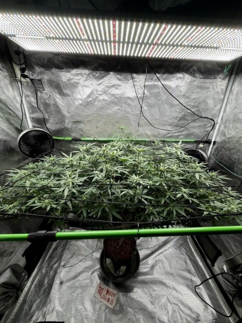 Blueberry muffin clone two. Week 12