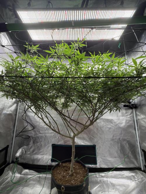Blueberry muffin clone two. Week 12