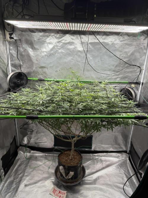 Blueberry muffin clone two. Week 12