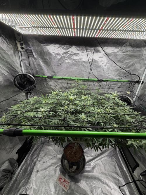 Blueberry Muffin. Week 12