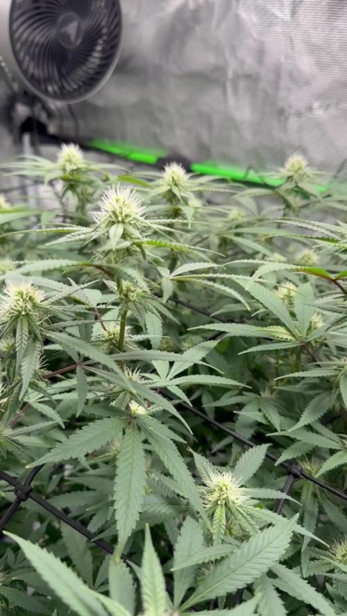 Blueberry muffin clone two